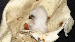 Baby bird rescued in Texas Panhandle wrapped in a warm tortilla until wildlife experts arrived