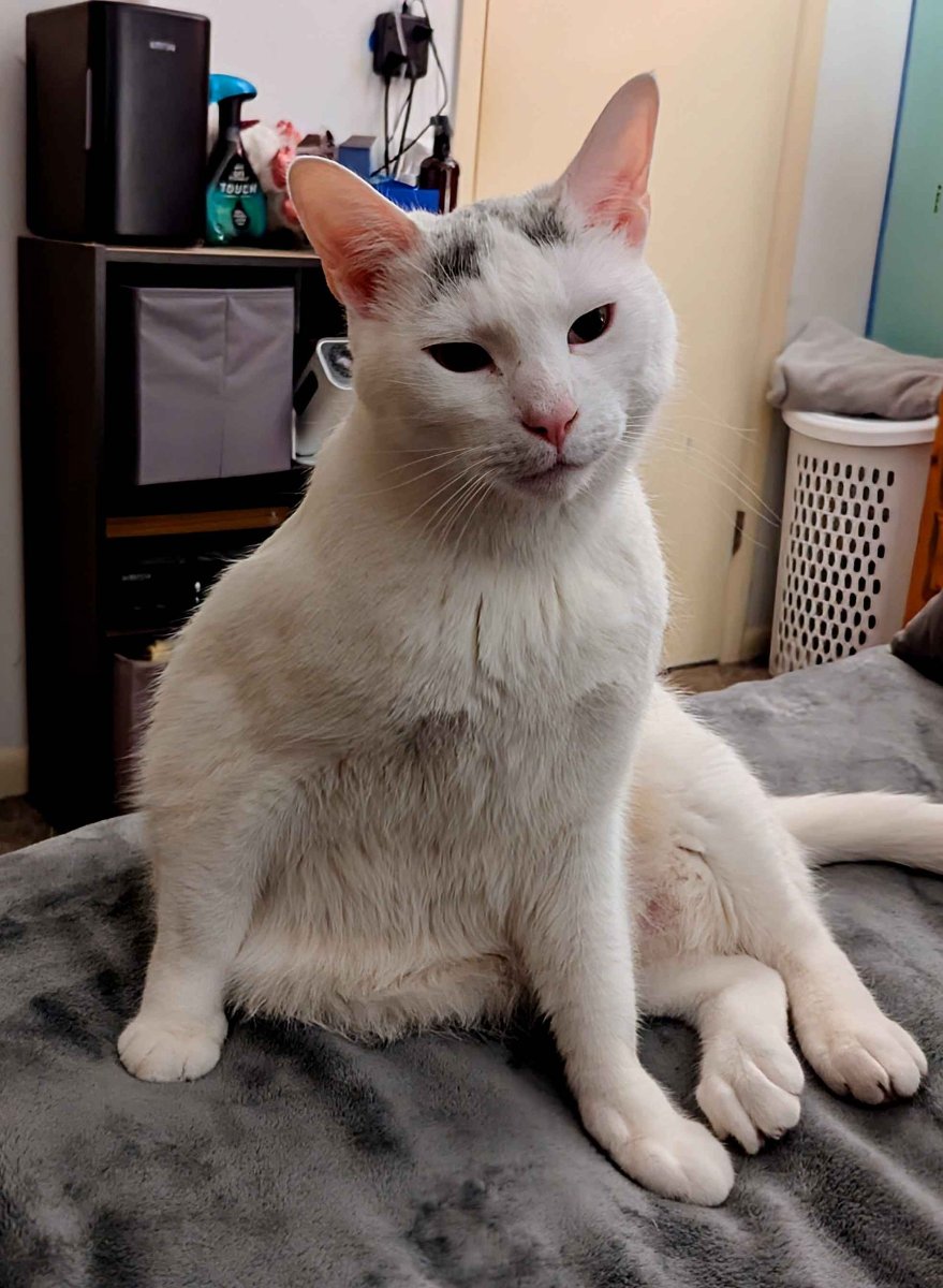 White cat with a look of deep concentration on it's face.  Setting in a awkward pose.